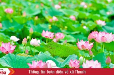 Mùa sen quê nội