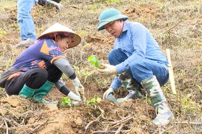 Các địa phương đồng loạt xuống giống cây cà phê, mắc ca