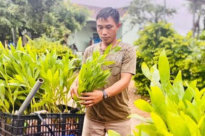 Vi phạm về sản xuất, buôn bán giống cây trồng bị phạt tới 50 triệu đồng