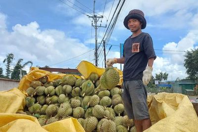 Gia Lai được cấp 90 mã số vùng trồng và 13 cơ sở đóng gói nông sản xuất khẩu
