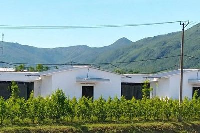 An Nhơn Tây: Trại chăn nuôi gà gây ảnh hưởng môi trường khu dân cư