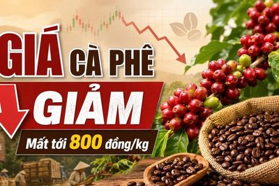 Giá cà phê hôm nay 24/6: Trong nước giảm mạnh, Arabica bật tăng
