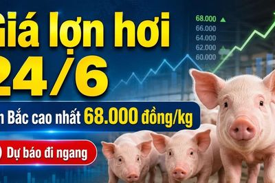 Giá lợn hơi hôm nay 24/6: Thị trường dự báo đi ngang