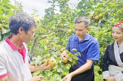 Tuần lễ trải nghiệm thu hoạch lê Nậm Pung sẽ khai mạc từ ngày 27/6