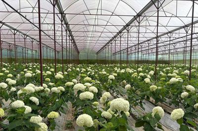 Bản đồ hoa mới trên xứ ngàn hoa