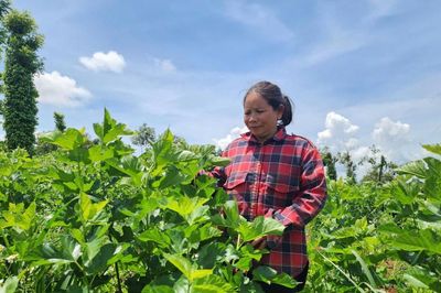 Chị H'Liêm – người phụ nữ dân tộc Mạ làm giàu từ đất, tiếp sức bà con vươn lên