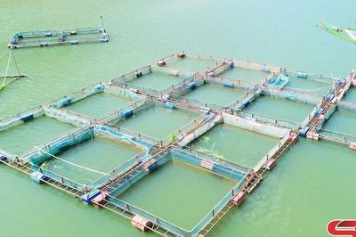 Sức sống mới trên vùng lòng hồ