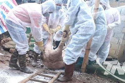 Xét nghiệm hơn 5.000 mẫu máu trên đàn vật nuôi phục vụ kiểm dịch