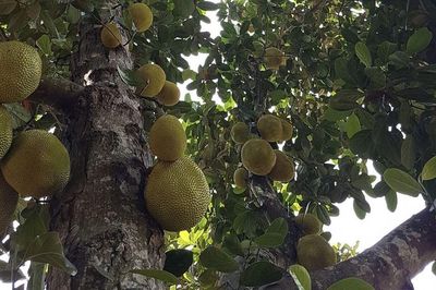 Nhớ cây mít quê nhà