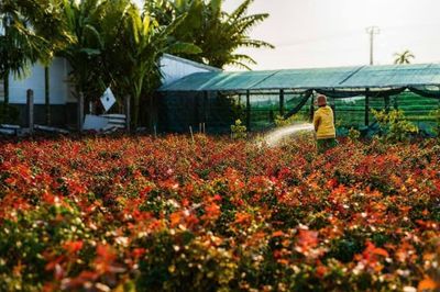 Hoa Nghĩa Hiệp nâng tầm thương hiệu bằng sản xuất tập trung và chuyển đổi xanh