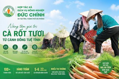Cà rốt Đức Chính: Từ cánh đồng ven sông vươn ra thị trường quốc tế