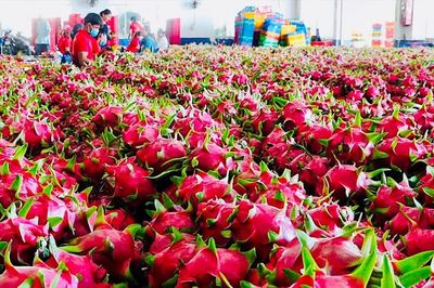 Nông sản Việt Nam chuyển từ cạnh tranh sản lượng sang chất lượng