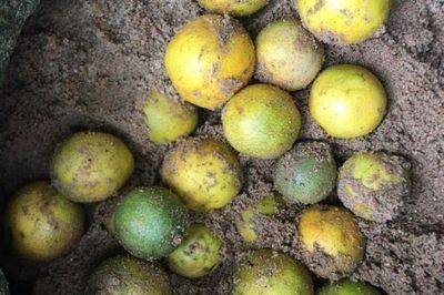 Mẹo bảo quản chanh để cả tháng vẫn tươi ngon, mọng nước