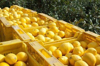Nam Phi nâng dự báo xuất khẩu chanh lên 49,4 triệu thùng nhờ điều kiện sinh trưởng thuận lợi
