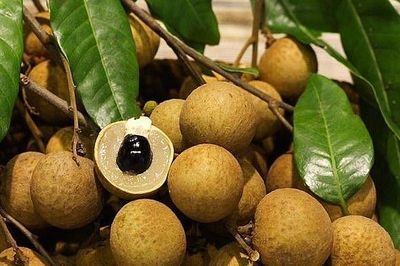 Hưng Yên rộn ràng vào vụ thu hoạch nhãn chín sớm, giá bán cao gấp nhiều lần chính vụ