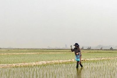 Hà Nội: Gieo cấy hết diện tích lúa Mùa, không để ruộng bỏ hoang