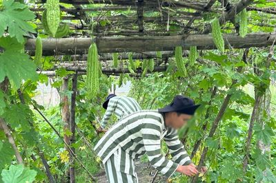 Quy định trình tự, thủ tục công nhận phạm nhân vi phạm đã cải tạo tiến bộ
