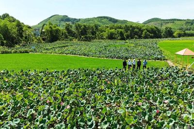 Đà Nẵng: Du lịch cộng đồng Đại An làm thay đổi diện mạo nông thôn