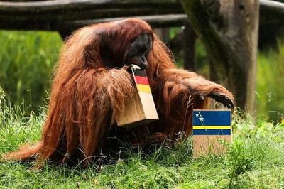 Voi so tài đười ươi 'tiên tri' trận Đức – Ecuador