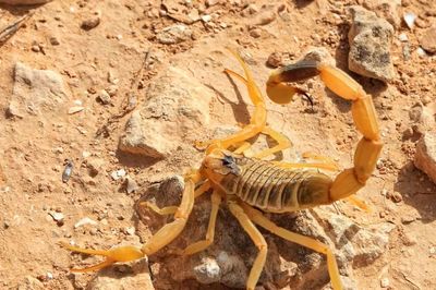 Tiết lộ sốc về sinh vật được mệnh danh 'tử thần' của sa mạc Sahara