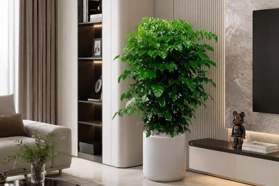 Cây hạnh phúc nên trồng trong nhà hay ngoài trời?