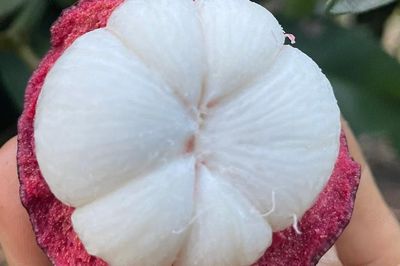 Măng cụt giàu vitamin C nhưng 3 nhóm người không nên ăn