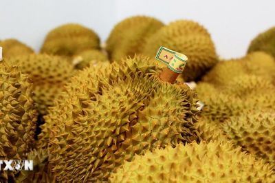 Malaysia: Giá sầu riêng Musang King giảm tới 90% do dư thừa nguồn cung