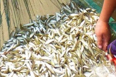 Loại cá chỉ có ở miền Tây, được ví như 'vàng dưới nước' và chỉ xuất hiện theo mùa