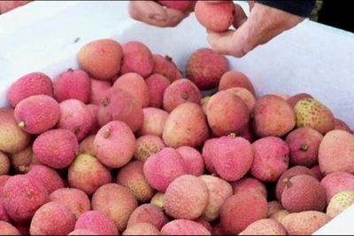 Giá bán vải thiều cao, Bắc Ninh thu gần 6.000 tỷ đồng