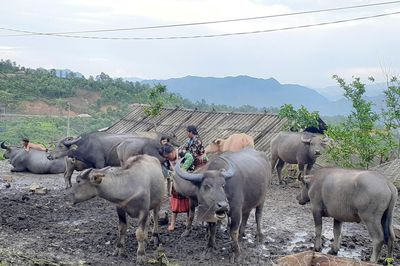 Kiểm soát chất thải chăn nuôi