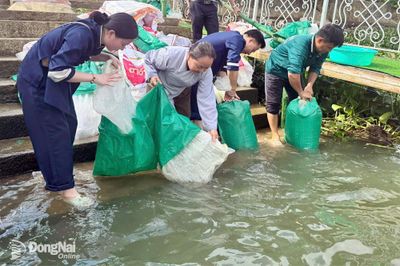 Thả hơn 450 ngàn giống thủy sản xuống sông Đồng Nai