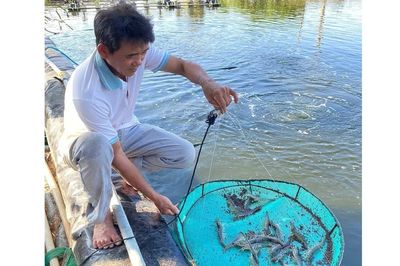 Người nuôi tôm trước áp lực giá giảm, chi phí tăng