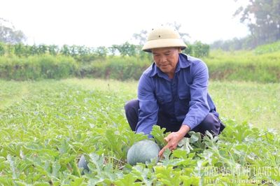 Khuất Xá dưa hấu đã đỏ