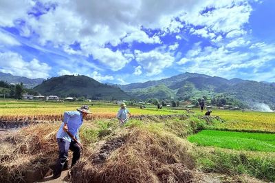 Nông dân xã Tú Lệ hối hả nối nhịp mùa vàng