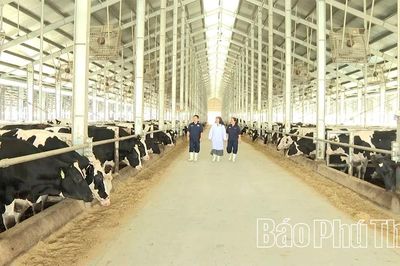 Chăn nuôi quy mô lớn - động lực tăng trưởng mới của Phú Thọ