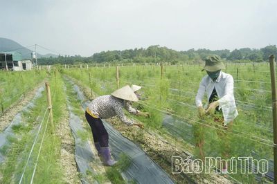 Liên kết hợp tác xã giúp gia tăng giá trị nông sản