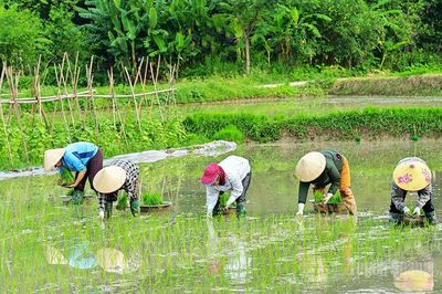 Nhịp điệu ngày mùa