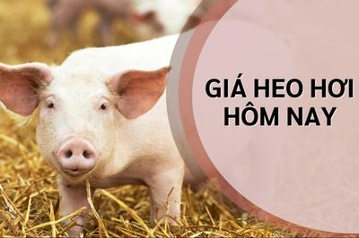 Ngày 25/6: Giá heo hơi ở miền Bắc cao nhất cả nước