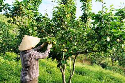 Hiệu quả từ trồng lê VH6 ở xã Thành Công