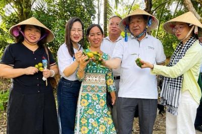 Đàn kiến vàng 'kể chuyện' làm hữu cơ giữa vườn tắc Cần Thơ