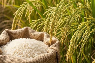 Giá lúa gạo hôm nay 25/6: Thị trường ổn định