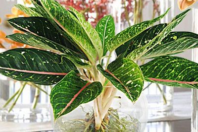 Cây phong thủy bàn làm việc tuổi Mão: Chọn đúng để thu hút vận may