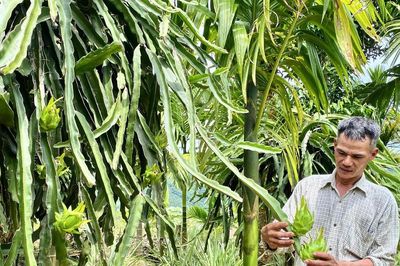 Đà Nẵng: Đời sống đồng bào vùng cao đã khởi sắc