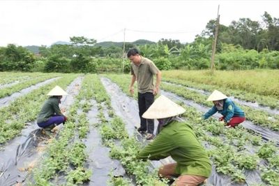'Cầu nối' 4 nhà mở lối phát triển vùng dược liệu