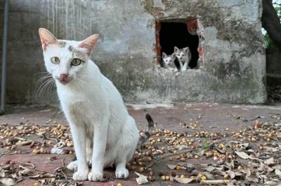 Di dời toàn bộ mèo trên 'đảo mèo' giữa hồ Công viên Thống Nhất