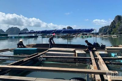 Xây dựng 'luật chơi' mới cho nuôi biển công nghiệp