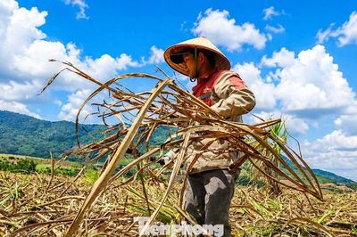 Vựa mía lớn nhất nước lao đao