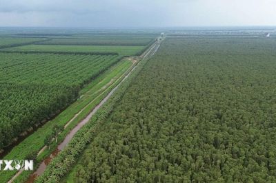 Khám phá U Minh Hạ - khu rừng tràm huyền thoại nơi cực Nam Tổ quốc