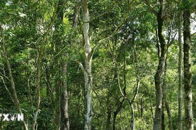 Thảm thực vật khổng lồ Biên Hòa -'lá phổi xanh' cho tâm đô thị công nghiệp Đồng Nai