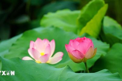 Mùa sen khoe sắc tại nhiều địa phương ở Trung Quốc